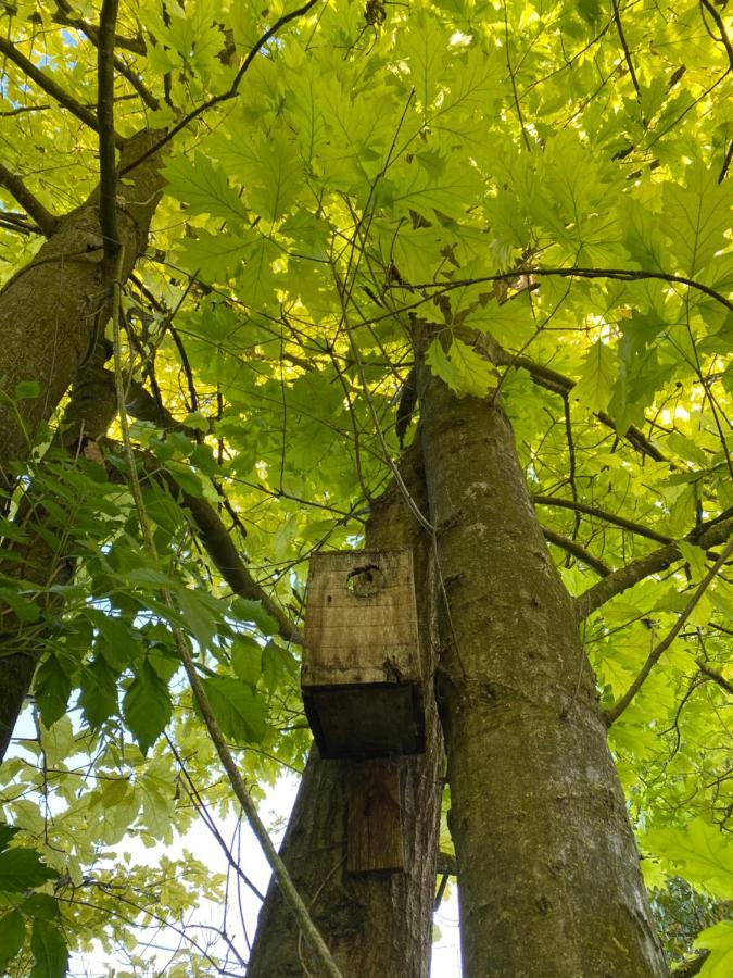 Locanda Del Molino Vecchio Magliano Alfieri Exteriör bild